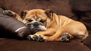 Stojí za to znepokojující, pokud pes celý den spí